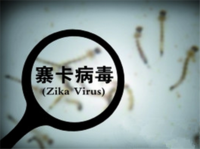 寨卡病毒如何传播？