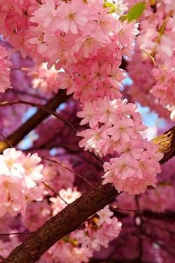 一手职场一手娃,职场妈妈的人生也可以像朵“花”