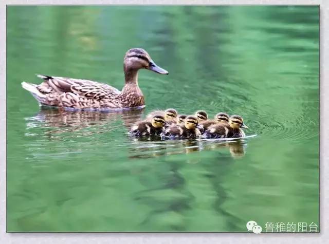 那关键一步是自己蹬出去的！父母放手，孩子才能独立