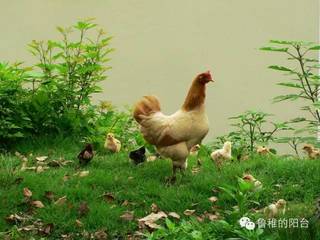 那关键一步是自己蹬出去的！父母放手，孩子才能独立