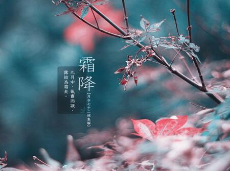 2019年霜降节气出生的鸡宝宝好不好1