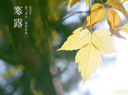 2019年寒露节气出生的鸡宝宝好不好1