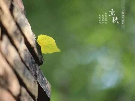 2018年立秋出生的狗宝宝好不好2