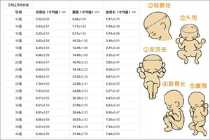 双顶径和股骨长度对照表2