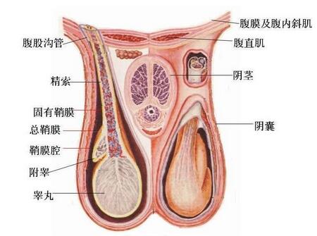 两性畸形怎么办3