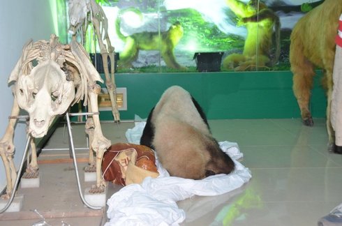 [组图]被盗的价值125万大熊猫标本 你敢买吗？