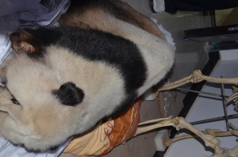 [组图]被盗的价值125万大熊猫标本 你敢买吗？