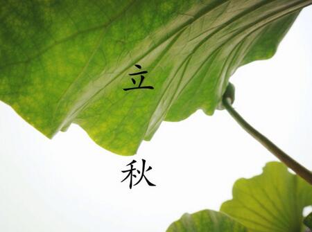 2019年立秋节气出生的鸡宝宝好不好1