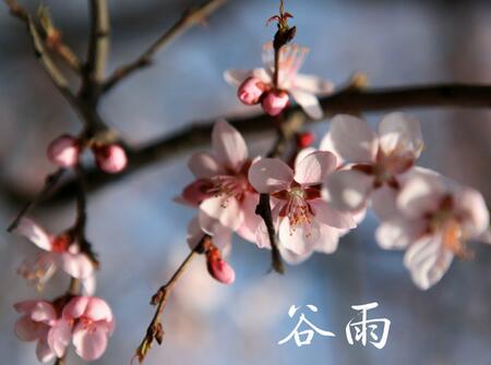 属鸡谷雨节气出生的人好不好1