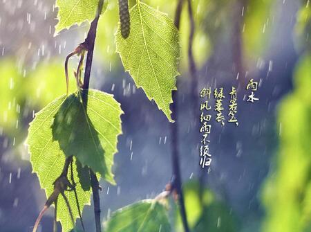 雨水出生的鸡宝宝好不好3