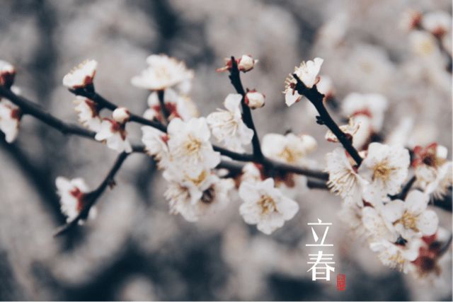 属相按立春还是春节 宝宝的属相怎么算3