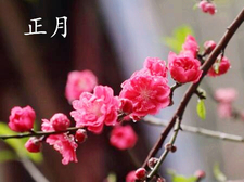 2018年大年初八出生的狗宝宝好不好1