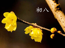 2018年大年初八出生的狗宝宝好不好2