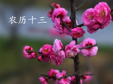 2018年大年十三出生的狗宝宝好不好2
