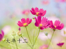 2018年大年十三出生的狗宝宝好不好3
