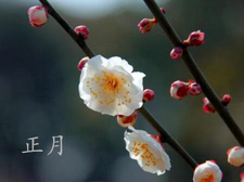 2018年大年初七出生的狗宝宝好不好1