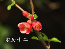 2018年大年十二出生的狗宝宝好不好2