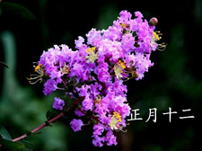 2018年大年十二出生的狗宝宝好不好3