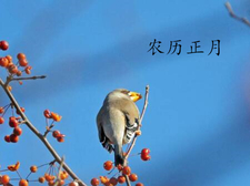2018年大年初五出生的狗宝宝好不好2