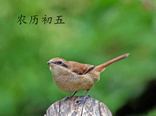 2018年大年初五出生的狗宝宝好不好2