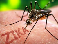 新加坡寨卡病毒