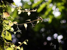 狗宝宝最忌哪个月生1