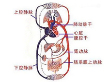 小儿心衰的症状有哪些2