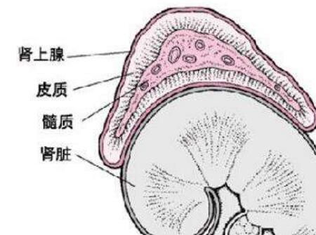 小儿支原体肺炎治疗方法4