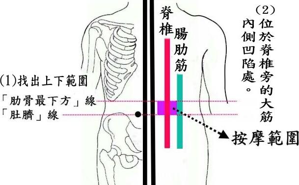 肾俞的准确位置图