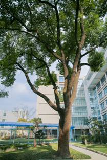 多图抢鲜看：改建后的上外附中