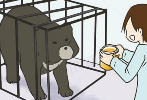 懒惰熊与动物们的故事点评