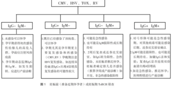 torch检查为什么要孕前做 torch检查的作用