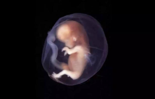 孕期胎儿在子宫内做些什么 孕期胎儿在子宫里常做的几件事