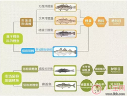 宝宝辅食鳕鱼怎么买 鳕鱼怎么鉴别真假