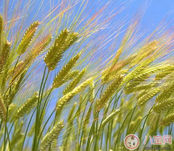 黄金大地的面条宝宝可以吃吗 宝宝辅食黄金大地面条测评