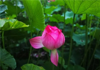 带孩子看荷花怎么发朋友圈配文 描写荷花的唯美句子短语