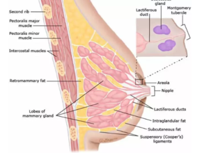 乳房整形手术对哺乳有影响吗 做过隆胸手术能给宝宝母乳吗