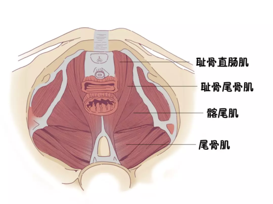 盆底肌有哪些作用 产后有必要修复盆底肌吗