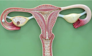 产后子宫脱垂怎么恢复正常 产后子宫脱垂的恢复方法