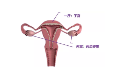 2019保护子宫和卵巢方法 怎么保护子宫和卵巢 