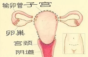 2019保护子宫和卵巢方法 怎么保护子宫和卵巢 