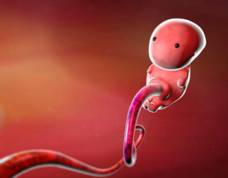 胎儿20周发育过程是怎样的 胎儿发育20周过程详解