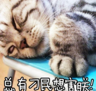 孕期养猫对胎儿的影响 孕期养猫注意事项