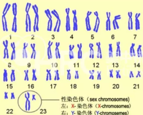 第四代试管婴儿技术是什么 第四代试管婴儿技术条件