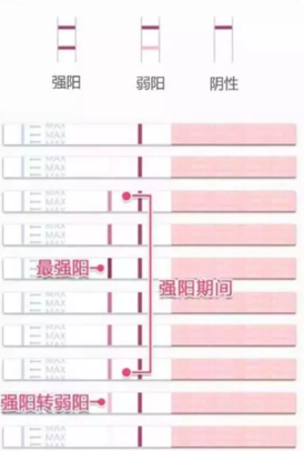 排卵试纸一直测不到强阳怎么回事 排卵试纸一直弱阳怎么办