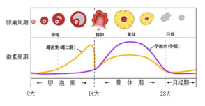 2019科学测定排卵期的方法推荐 如何测定排卵期