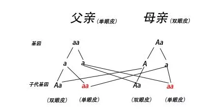 双眼皮父母会生出单眼皮孩子吗 单眼皮孩子概率大吗