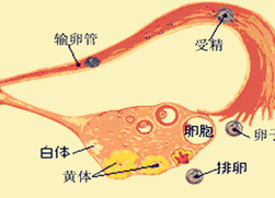 卵泡小会怀孕吗 卵泡小有什么影响