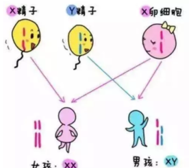 2019年4月11日怀孕生男生女 农历三月初七怀孕是男孩还是女孩