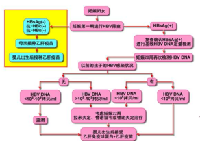 怀孕前有必要打乙肝疫苗吗 打乙肝疫苗多久可以要小孩